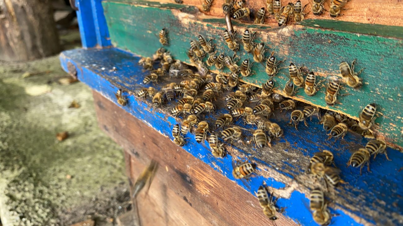 Unsere fleißiegen Bienen bei Eintragen von Pollen.