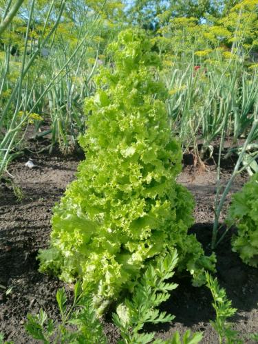 Salatpflanze zur Saatguternte